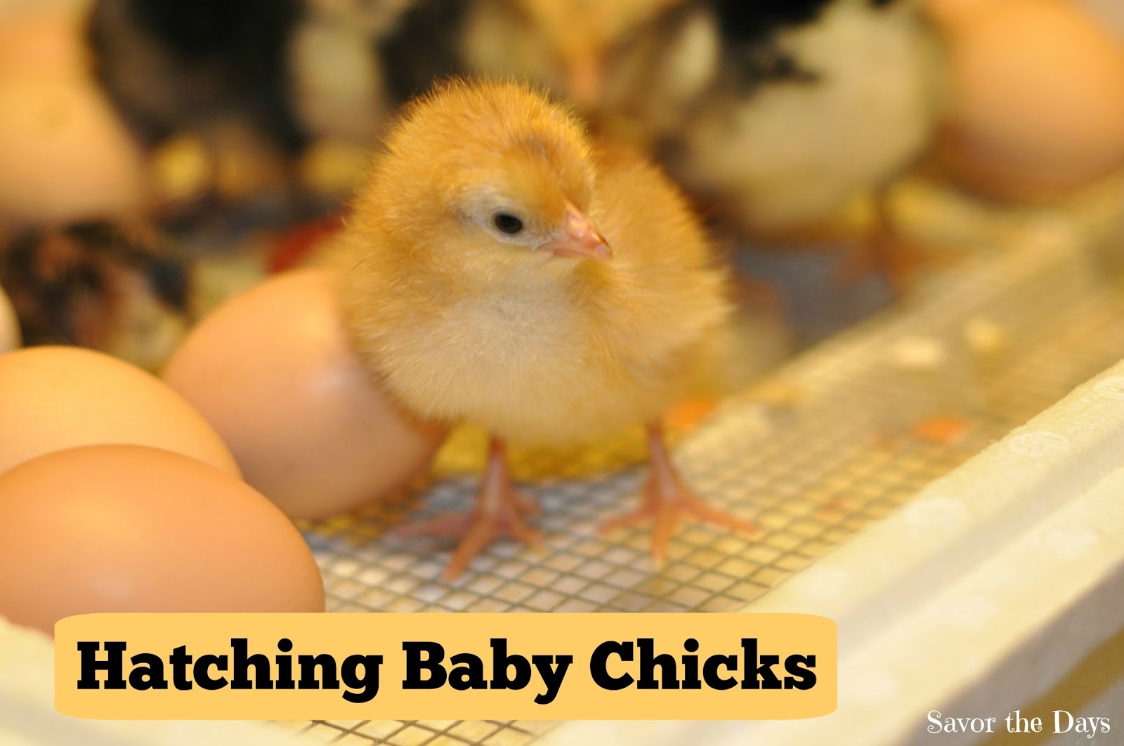 Savor The Days Hatching Baby Chicks