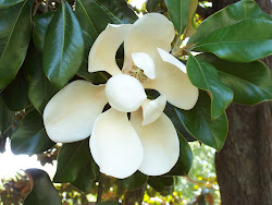 Southern Magnolia