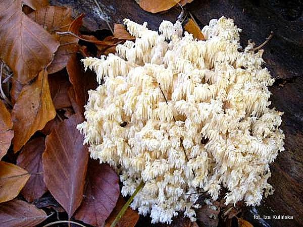 Soplówka bukowa, soplówka gałęzista Smaczna Pyza