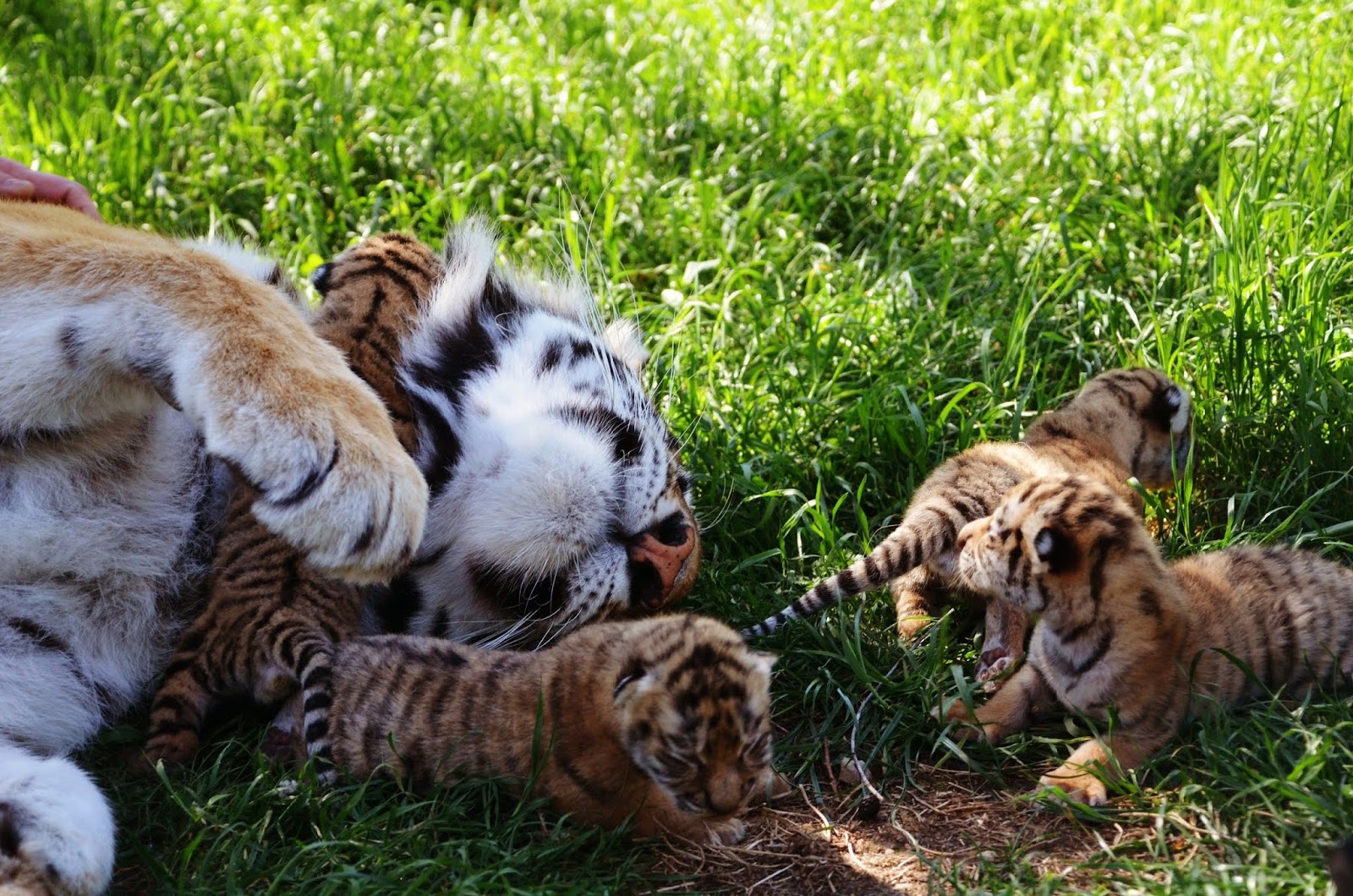 тигренок парковая. сафари тайган тигрята. амурский тигр тайган. амурский тигр тайган. тигренок шерхан.