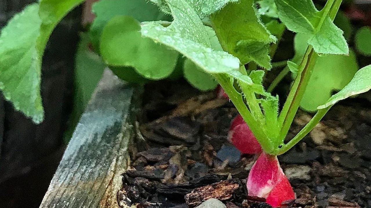 Radieschen, Einfache Container-Gartenarbeit Radieschen, Einfache Container-Gartenarbeit