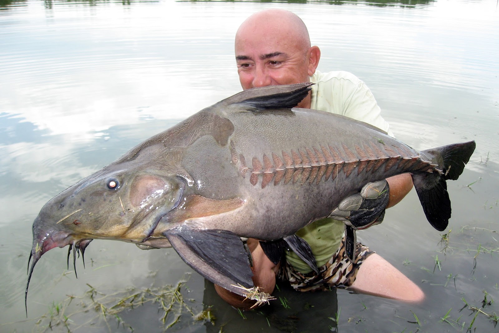 Big Fishes of the World: CATFISH RIPSAW (Oxydoras niger)