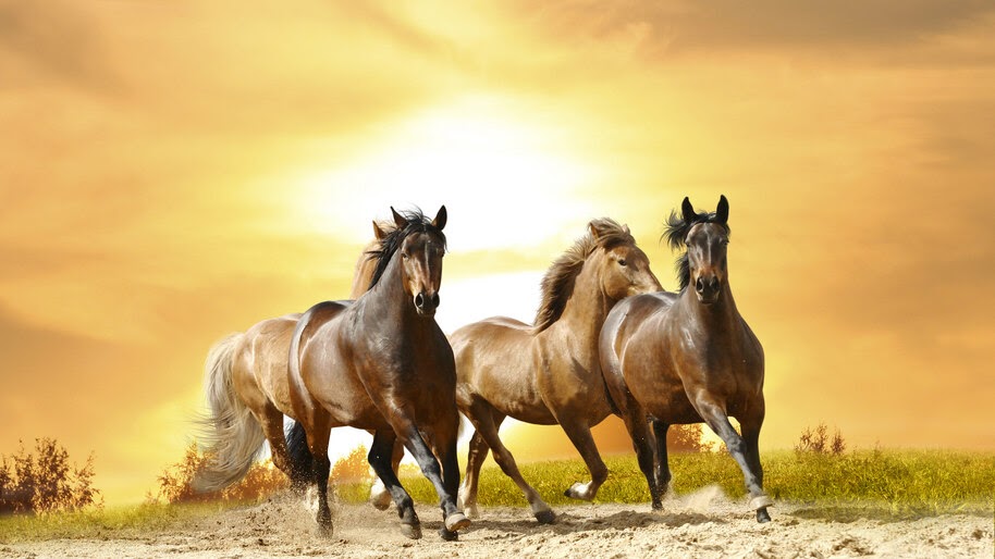 4.3344, Horses, Running, Sunset, 4K Wallpaper