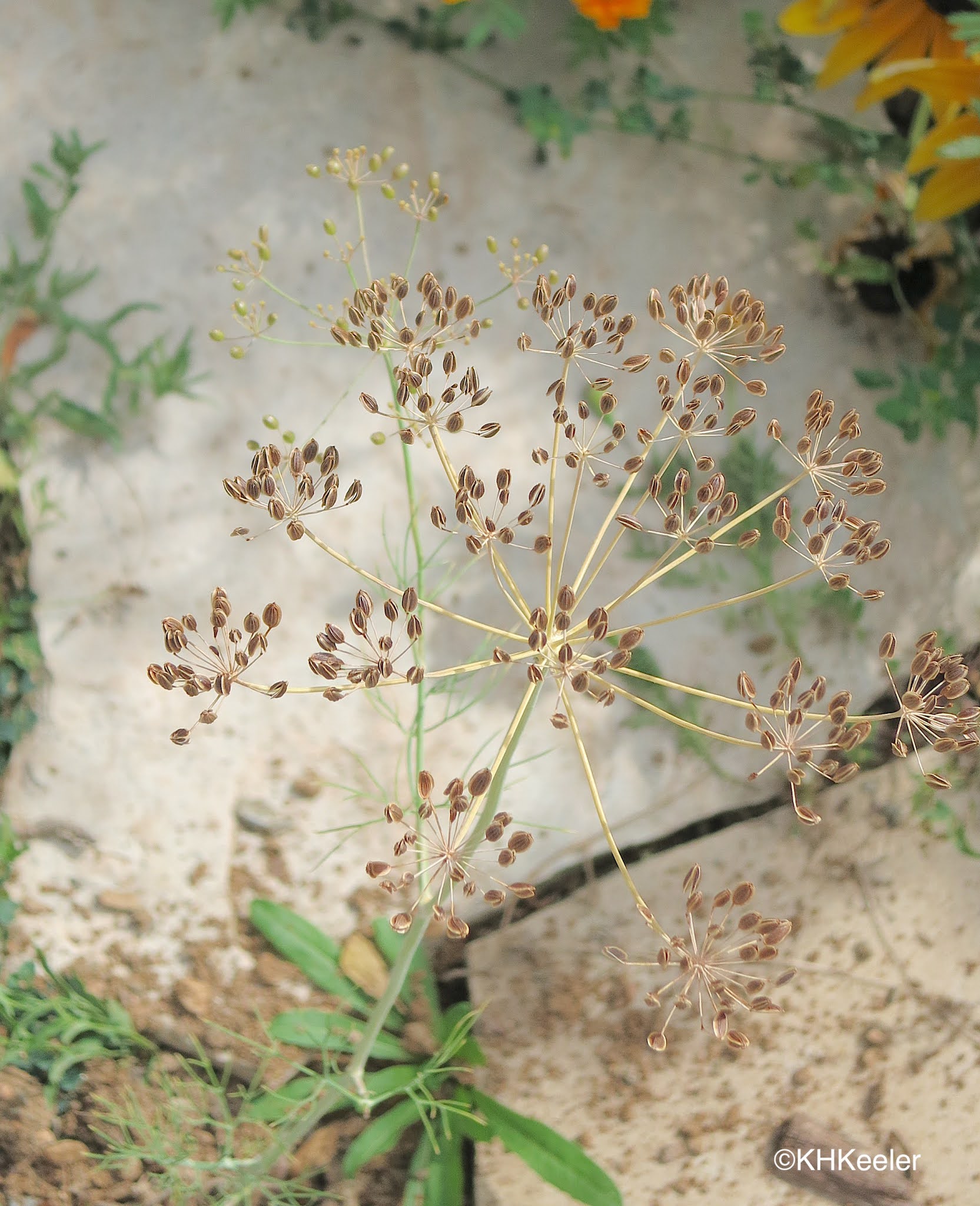 A Wandering Botanist Plant StoryDill, The StrongSmelling Herb