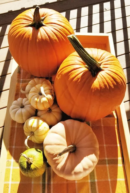 pumpkins and squash