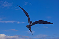 Galapagos Frigate Bird Flying