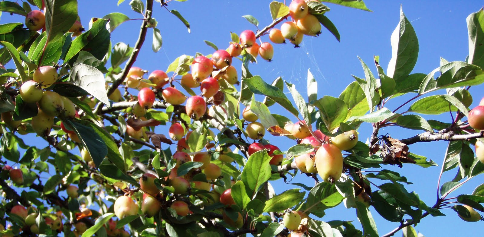 The Urbane Forager: In Praise of Crab Apples