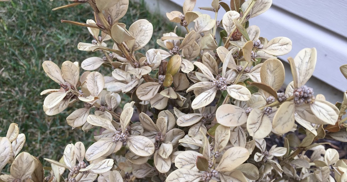 Nadezda S Northern Garden Grefsheim Spirea