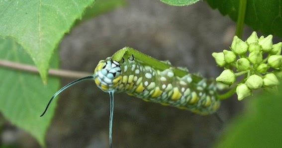 かんたん まくら アサギマダラ 幼虫 蛹 成虫