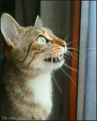 Funny Cat GIF • Mesmerized Cat with beautiful green eyes talks to the birdies: "KaKaka! KaKaka! KaKaka!" Funny Cat GIF • Mesmerized Cat with beautiful green eyes talks to the birdies: "KaKaka! KaKaka! KaKaka!"