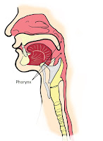 Pharynx (tekak0 Pharynx (tekak0
