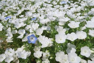 ゆるりとらべる ひたち海浜公園のネモフィラ