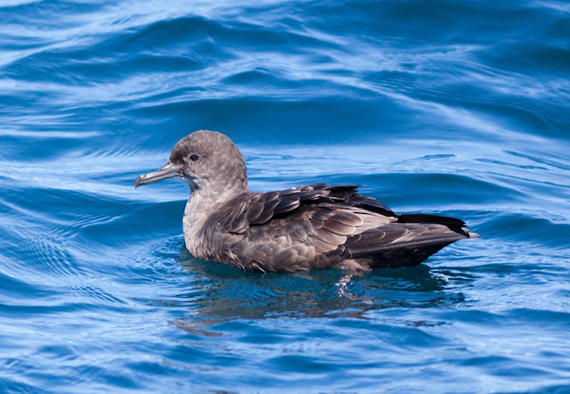Sooty Shearwater, Scilly