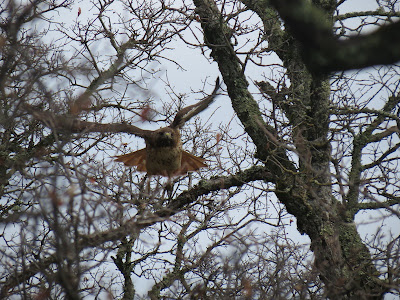 redtailed hawk sounds redtailed hawk sounds