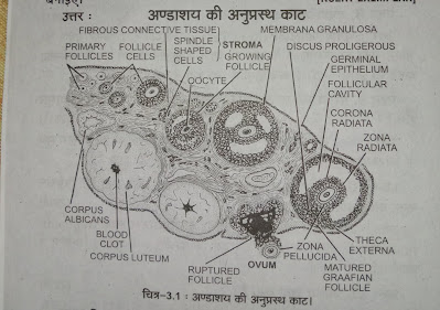 up board biology paper 2021