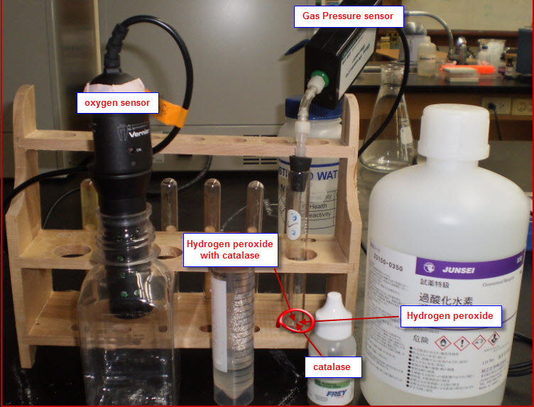 IB Biology, Enzymatic of hydrogen peroxide by enzyme catalase IB Chemistry