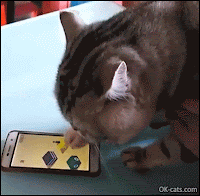 Amazing Cat GIF • When your clever cat likes to play funny games on your smartphone better than you! Amazing Cat GIF • When your clever cat likes to play funny games on your smartphone better than you!