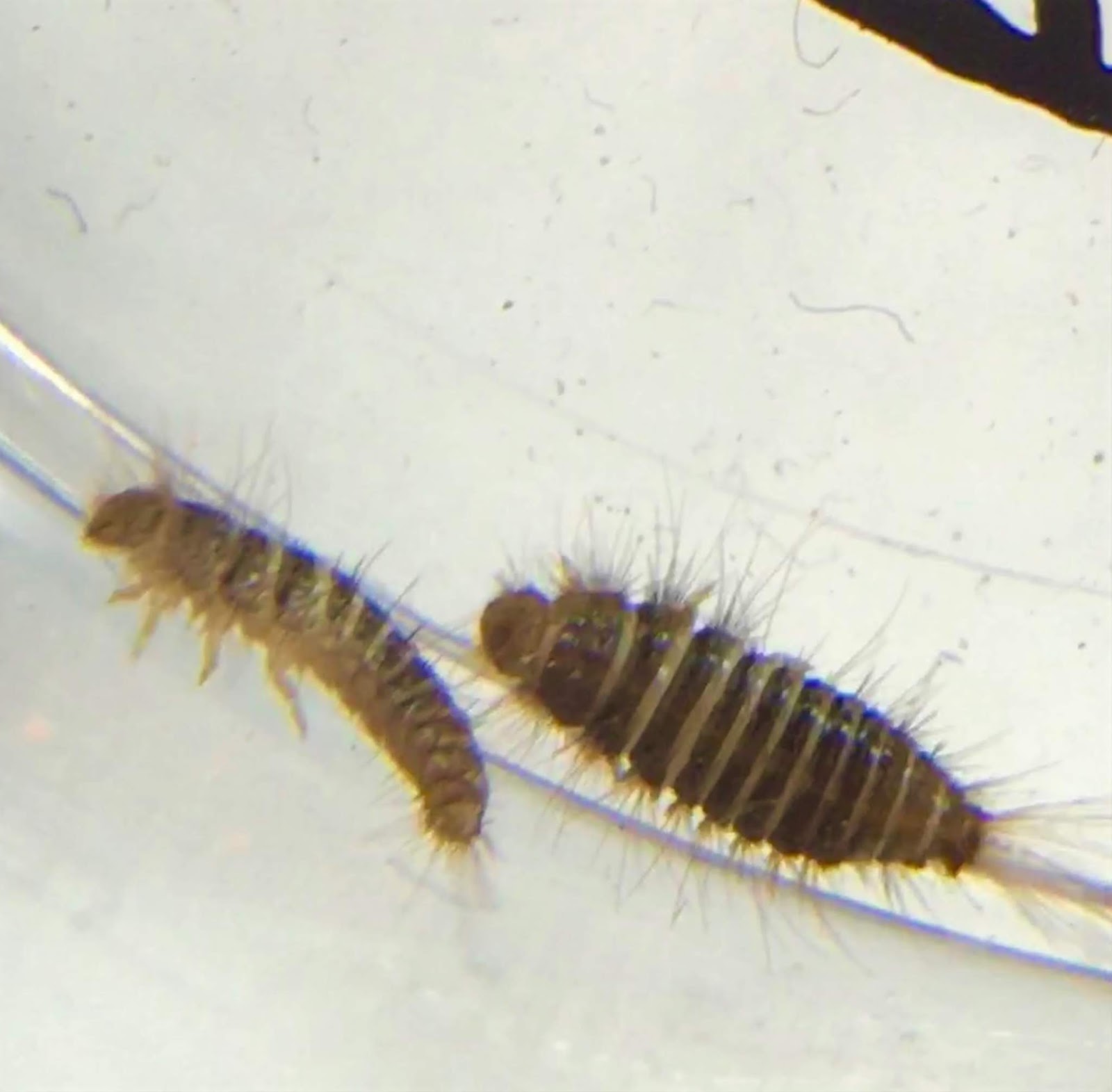 co-horts-who-s-that-larva
