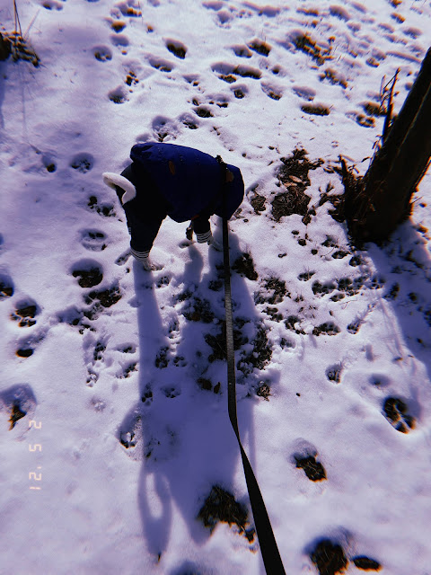 walking dog in a winter wonderland