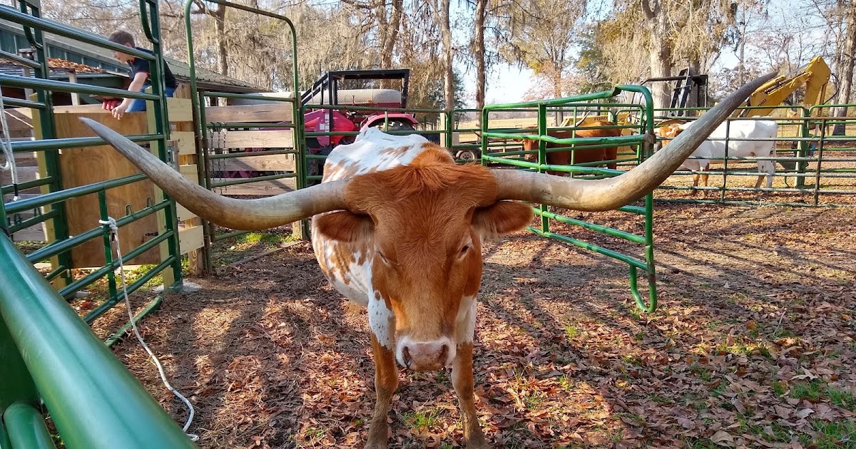 GBC Longhorns How to Measure a Longhorn's Horns