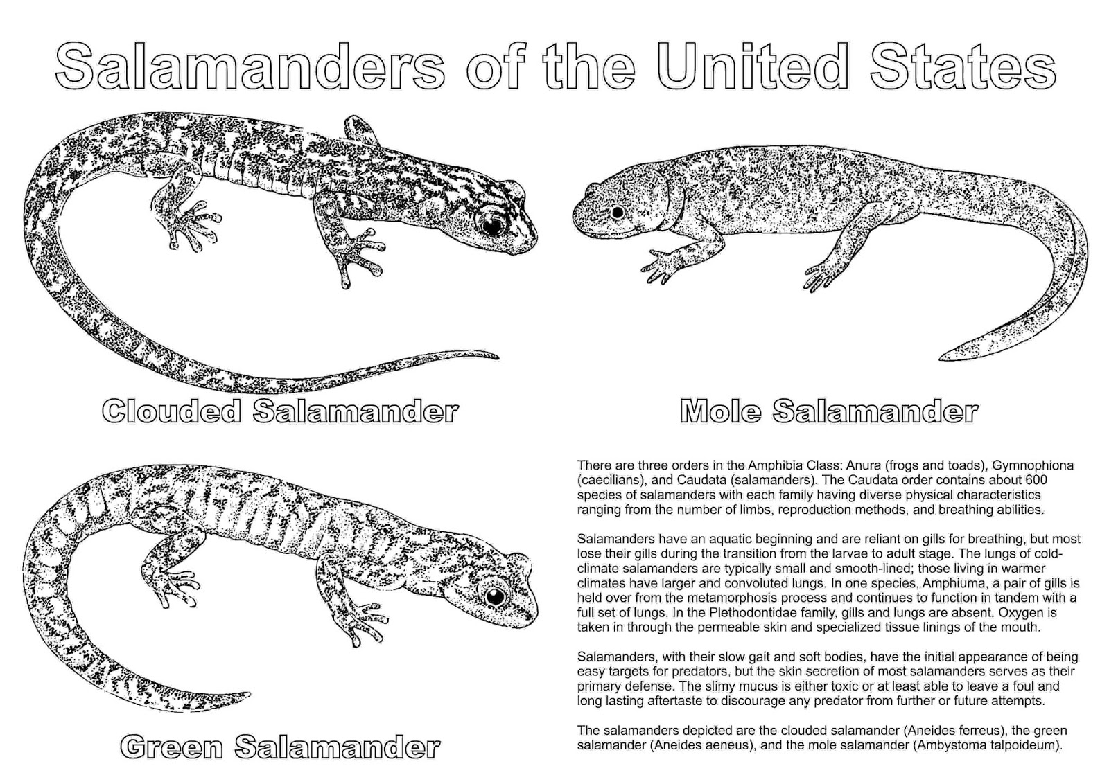 the-nations-of-the-world-salamanders-of-the-united-states