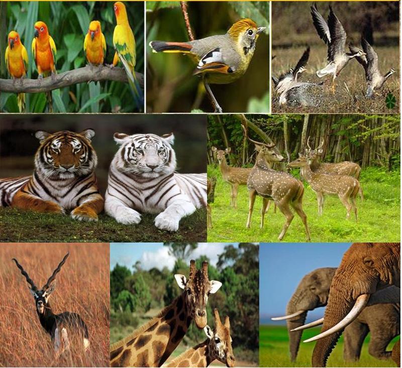 gujarat wildlife tourism