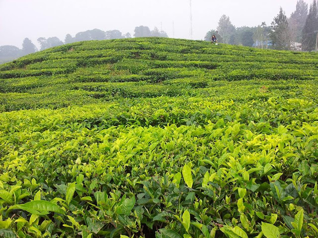 Kebun Teh Sidamanik Kebun Teh Sidamanik