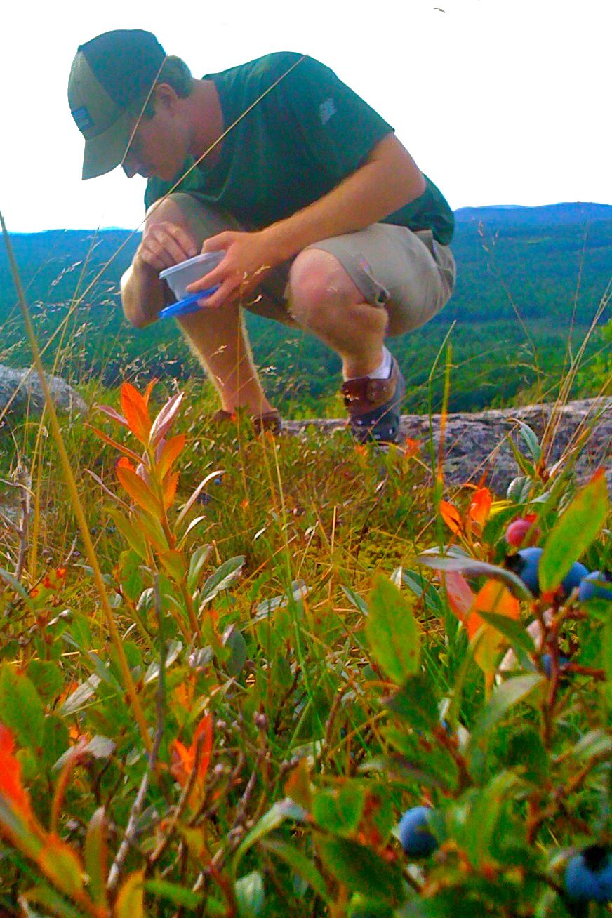 The Freelance Adventurer A Blue Kind of Day Blueberry picking at