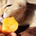 Μπορούμε να δώσουμε στη γάτα μας Chips;...