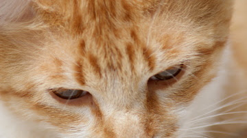 alt="gato con los ojos irritados"