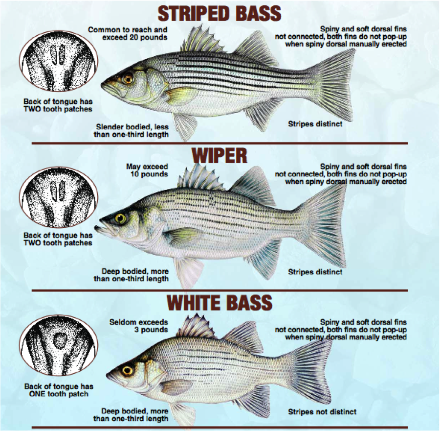 The Rogue Outdoors Wiper ID