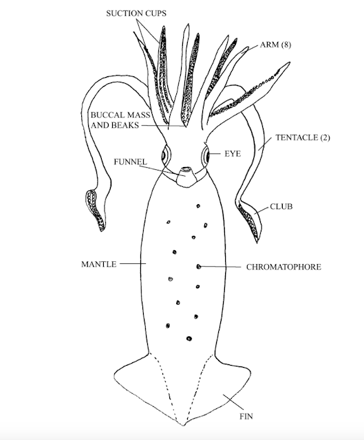 Squid Dissection | Mr. Gary's Science Class Kam