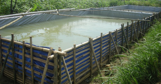 PENGERTIAN BUDIDAYA IKAN SECARA LENGKAP PENYULUH