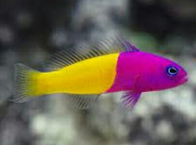 ikan hias dottyback