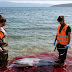 Ανθρώπινη θηριωδία στα Δωδεκάνησα: Μαζικές δολοφονίες θαλάσσιων θηλαστικών