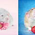 Artist Has Been Photographing Rats For Years To Make The World Love Their Image