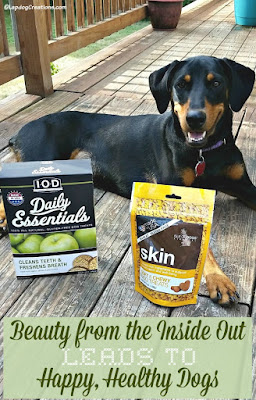 Doberman Mix Rescue Dog with Isle of Dogs treats