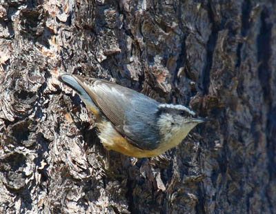 Photo of a Red-breasted Nuthatch on a pine tree