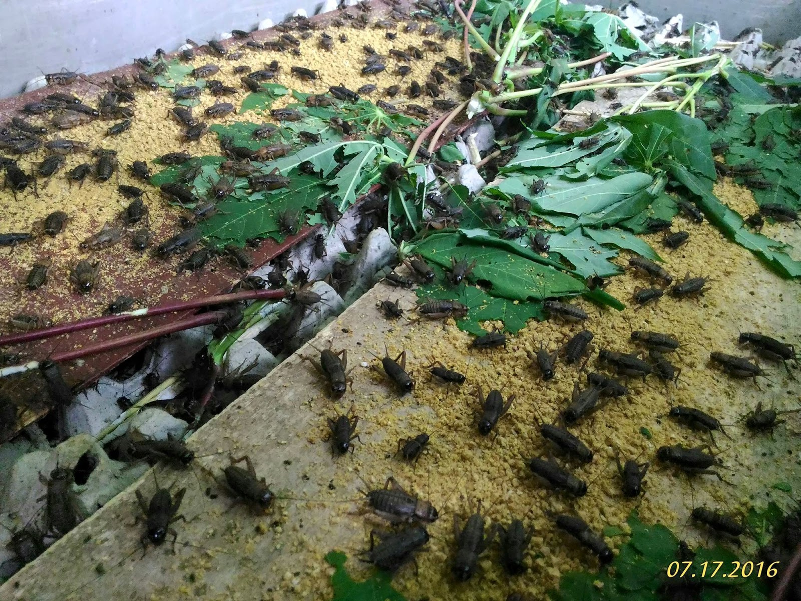 Cara Ternak Jangkrik Dengan Indukan Sendiri Ilmu Pertanian Dan