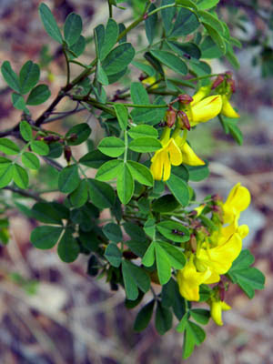Colutea arboresceses (Vessicaria)
