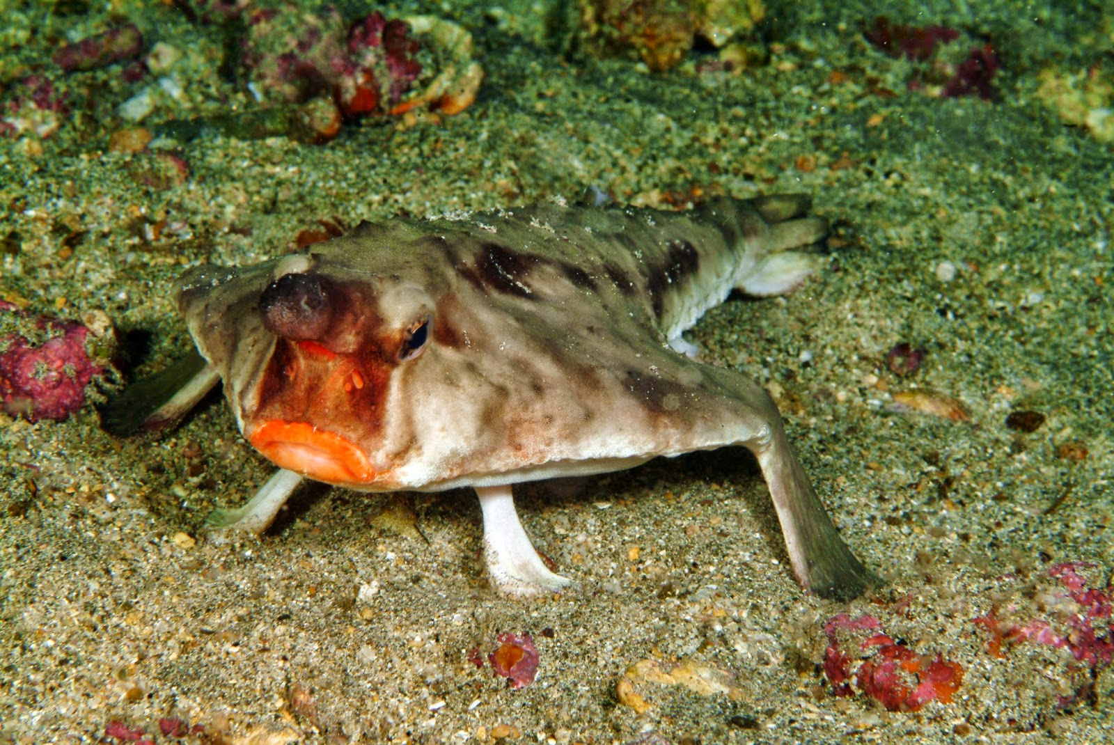 Рыбы собака отзывы. Нетопырь короткорылый рыба. Морская собачка Павлин черное море. Нетопырь короткорылый (Ogcocephalus).
