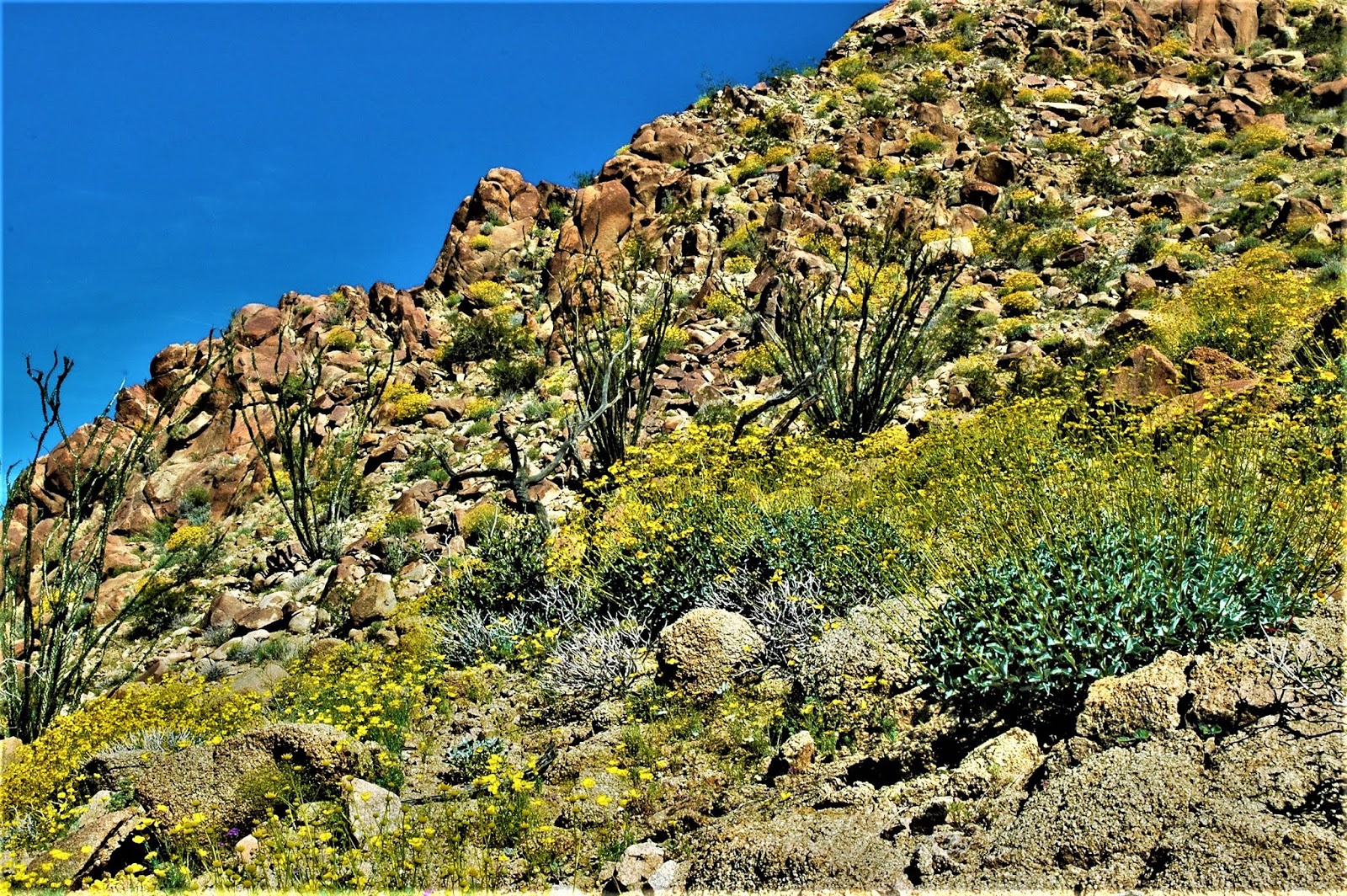 Mojave Desert Diary... Joshua Tree SuperBloom...