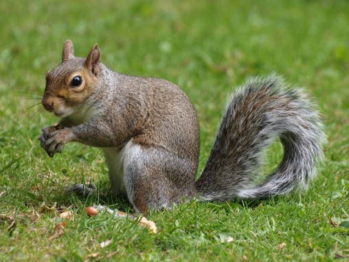 All About Animal Wildlife: Squirrels Photos and Facts