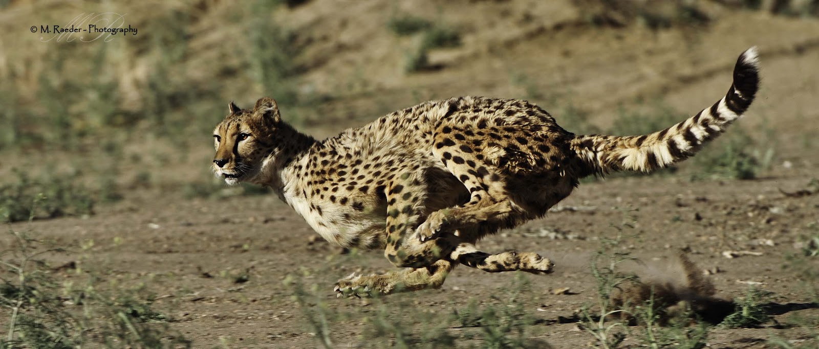 Сколько скорость гепарда. Гепард в беге. Быстрое животное. Скорость гепарда. Гепард самый быстрый.