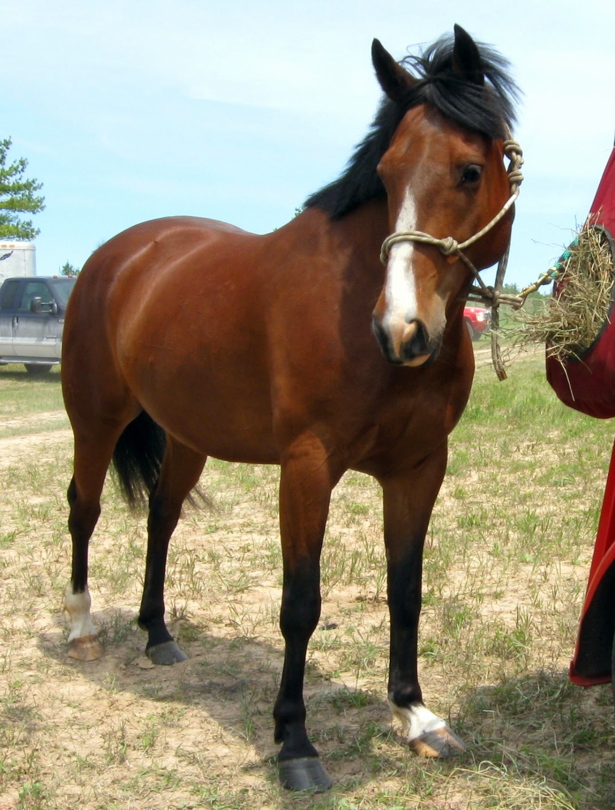 Colonial Quills Halter vs Bridle