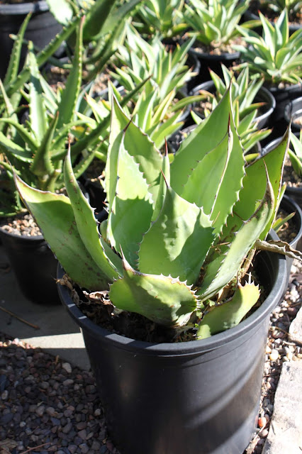 Aloe ferox Aloe ferox in 5 gal pot