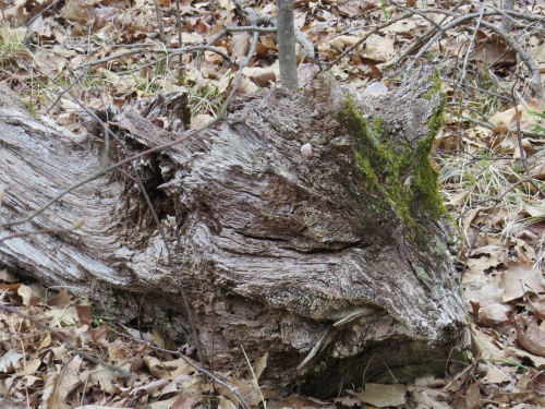 fox face in a tree stump