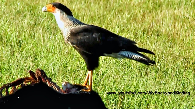 Crested Caracara Feasting on Wild Pig Carcass in Florida