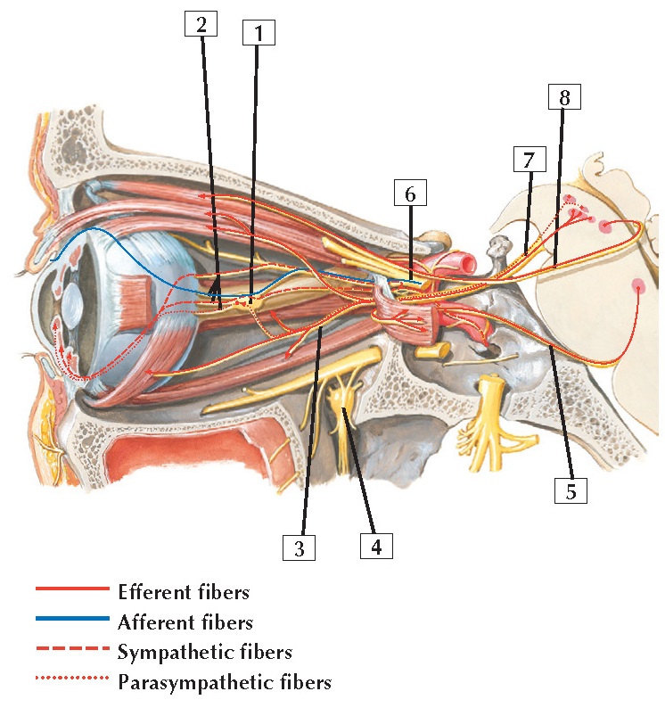 Oculomotor, Trochlear, and Abducent Nerves: Schema Anatomy