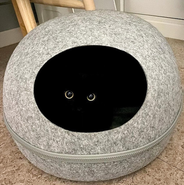 Black Scottish Fold peering out of a neat speckled gray den